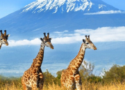 Quiz Stratovolcan ~ le Kilimandjaro