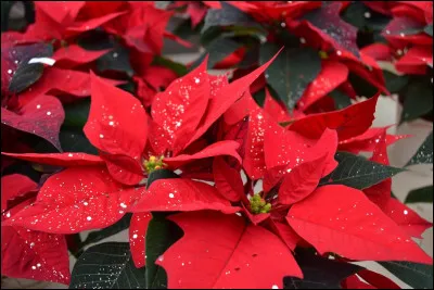 Quel est l'autre nom de cette plante appelée ''l'étoile de Noël'' ?