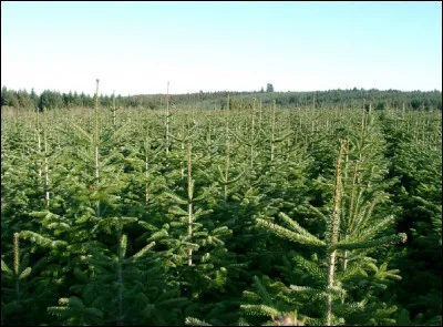 D'où vient le quart des sapins de Noël cultivés en France ?
