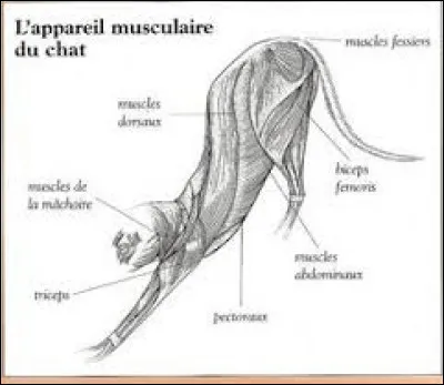 Combien le chat possède-t-il de muscles ?