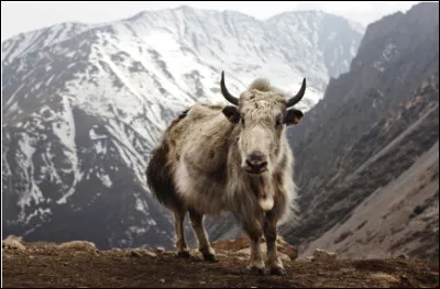 Quel est le nom de ce grand mammifère sauvage pesant jusqu'a 1 000 kilogrammes et qui ne vit que sur les hauts plateaux tibétains ?