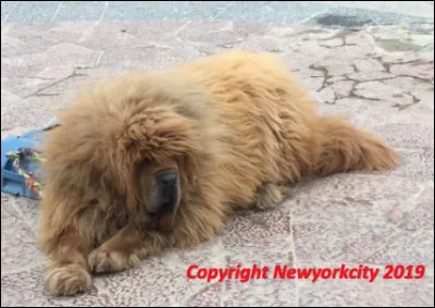 Quel est le nom de ce molosse, un dogue tibétain, doté d'une épaisse crinière de lion, coqueluche des riches chinois à des prix exorbitants ?