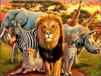 Quelle sorte d'animaux préfères-tu parmi ceux proposés ?