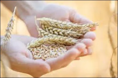 Qui a écrit "Le Blé en herbe" ?