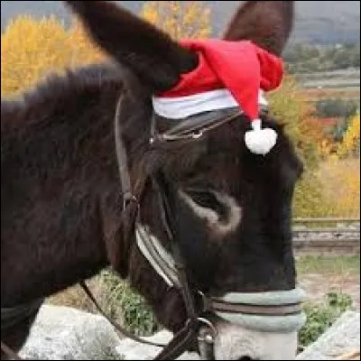 Quelle femme a écrit "Mémoires d'un âne" ?