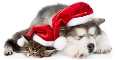 Quelle est la race du bébé chien sur la photo ?