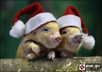 Comment s'appelle le cochon dans un film de Gary Winick ?