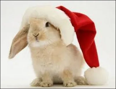 Quel légume le Lapin Puikula est-il ?