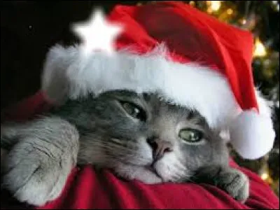 A qui doit-on la pièce de théâtre "Chat en poche" ?