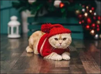 C'est une petite ouverture, un petit passage pour les chats.