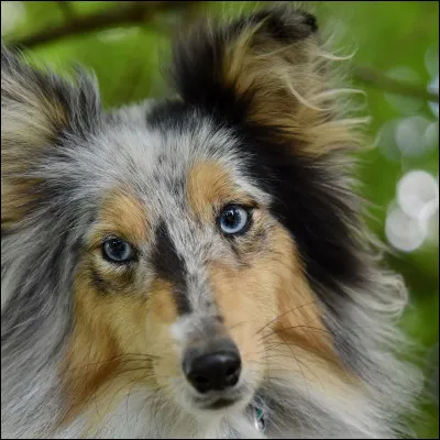 Comment s'appelle le b&eacute;b&eacute; d'une chienne et d'un chien ?