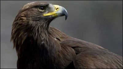 Serais-tu rapproché de l'homme ?