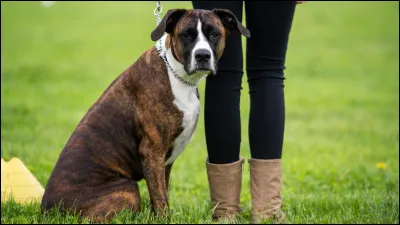 Quelle est la race de ce chien ?