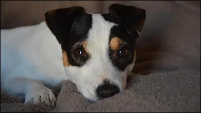 Quelle est la race de ce chien ?