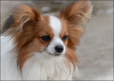 Quelle est la race de ce chien ?