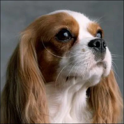 Quelle est la race de ce chien ?