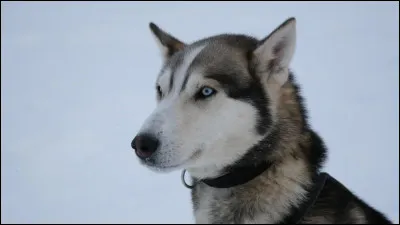 Quelle est la race de ce chien ?