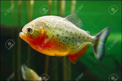 Qu'est-ce que c'est ?