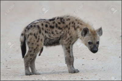 La hyène fait partie des félidés. Vrai, ou faux ?
