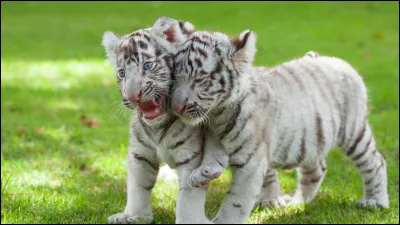 Pourquoi les tigres blancs sont-ils... blancs ?
