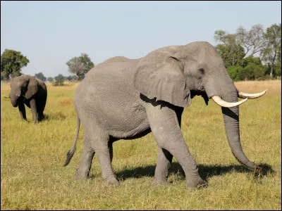 L'éléphant peut verser des larmes lorsqu'un membre du groupe est décédé. Vrai ou faux ?