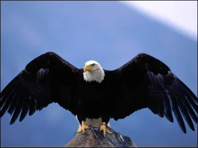 Que préfères-tu être ?