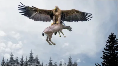 Serais-tu proche des humains ?