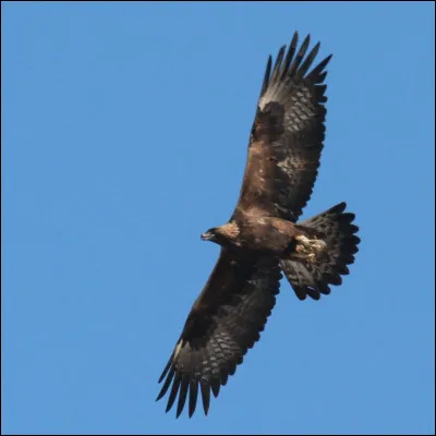 Aimes-tu la solitude ?