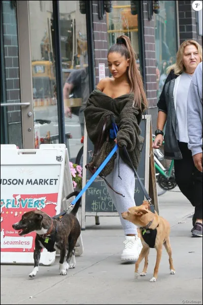 Désigne Toulouse son chien :