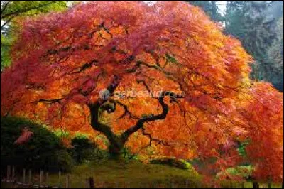 L'érable du Japon est un arbre à feuillage :