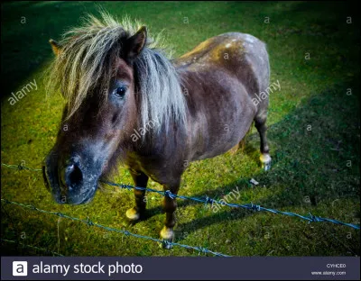 Comment appelle-t-on la crinière qui dépasse entre les deux oreilles ?