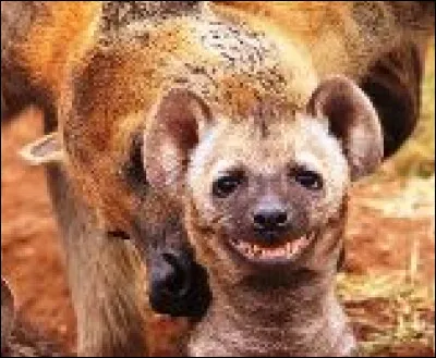 Qu'est-ce qui est FAUX à propos du groupe The Hyènes ?