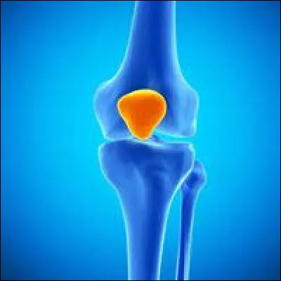 Où se trouve la rotule ?