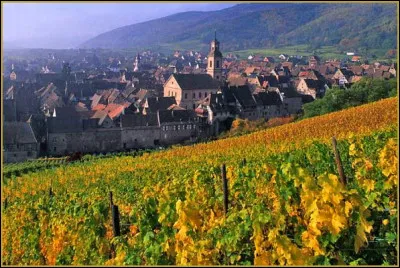 La Route des vins d'Alsace permet de traverser les douces ondulations du relief alsacien entre vignes et villages authentiques comme Riquewihr qui produit du Riesling, du Gewurztraminer et du ?