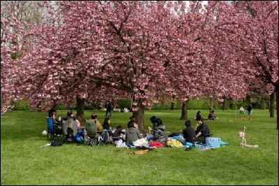 ''Le hanami'', littéralement, ''regarder les fleurs'' est la coutume traditionnelle japonaise d'apprécier la beauté des fleurs de quels arbres principalement ?