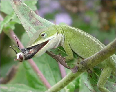 Quel est ce lézard diurne arboricole qui mange des insectes, on le rencontre en Amérique et aux Antilles ?