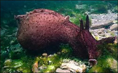 Quel est ce mollusque gastéropode à corps nu, présent dans toutes les mers du monde, souvent appelé lièvre des mers ?