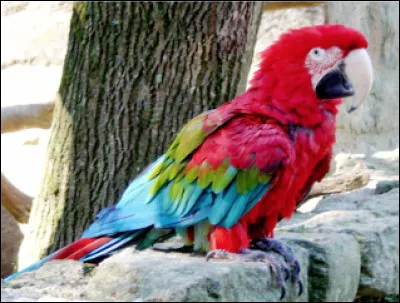 Quel est ce perroquet aux couleurs chatoyantes connu pour ses aptitudes à parler ?