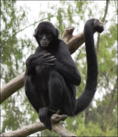 Quel est ce singe arboricole avec une longue queue et des membres allongés qui vit en Amérique du Sud ?