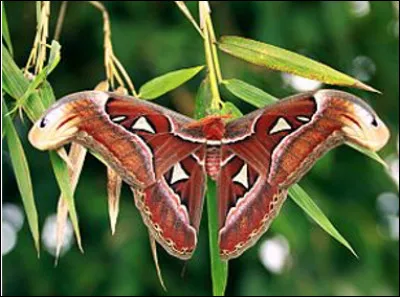 Quel est ce papillon originaire des forêts de l'Inde qui avec une envergure de 20 à 30 cm est considéré comme le plus grand papillon du monde ?