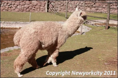 Quel est ce mammifère domestique de la famille des camélidés, très présent au Pérou où il est apprécié pour son pelage ?