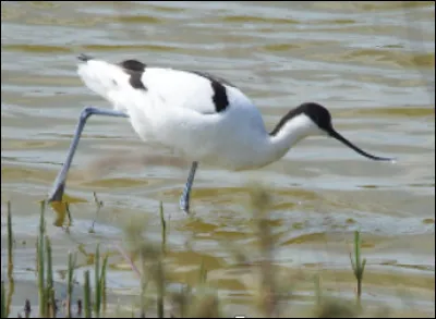 Quel est cet oiseau migrateur blanc avec une calotte noire qui vit principalement en milieux marécageux ?