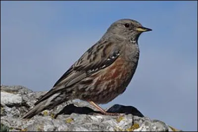 Quel est cet oiseau typique des hautes montagnes ?
