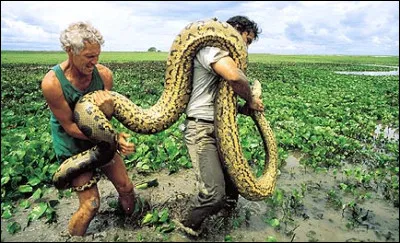 Quel est ce serpent constricteur non venimeux qui vit dans les zones tropicales, considéré comme le plus grand serpent du monde avec ses 8 mètres ?