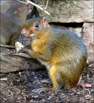 Quel est ce mammifère rongeur de la taille d'un lapin qui vit en Amérique du Sud ?