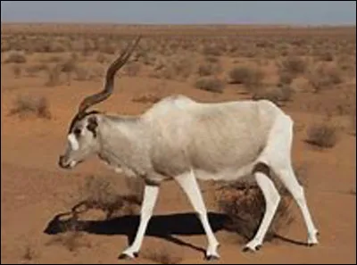Quelle est cette antilope d'Afrique au nez tacheté de la famille des bovidés ?
