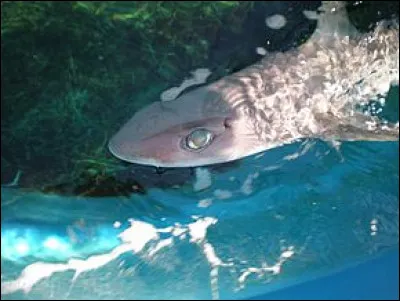 Quel est ce requin à grosse tête que l'on rencontre au large de la Nouvelle-Calédonie ?