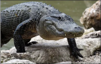 Quel est ce genre de crocodilien au large museau, il est de couleur sombre et très présent en Floride ?
