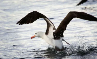 Quel est cet oiseau de mer à grande envergure ?