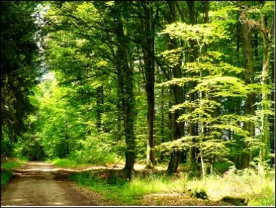 Quel arbre est connu pour être le plus grand au monde ?
